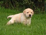 LABRADOR 1283